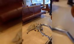 Vapurda köpek krizi: Kaptan seferi iptal etti