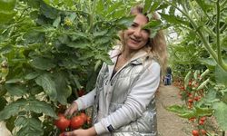 Yerli ve milli tohumdan üretilen domatesler çiftçiye tanıtıldı