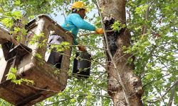 Alanya Belediyesi'nin doğa mirası ağaçlara bakım ve rehabilitasyon çalışmaları hız kesmiyor