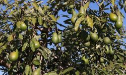 Alanya’da avokado ve kablo hırsızı serbest kaldı!