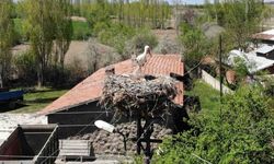 Elektrik direğinin tepesindeki yuva, leylek ailesine yaklaşık 20 yıldır ev sahipliği yapıyor
