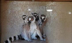 Antalya hayvanat bahçesinin yeni üyesi lemurlar büyük ilgi görüyor