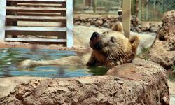 Sıcaktan bunalan boz ayı ailesinin havuz keyfi