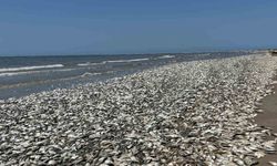 ABD’nin güneyinde binlerce ölü balık kıyıya vurdu