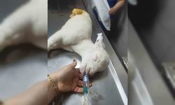 Bacakları ters doğan kuzu Türkiye’de ilk defa yapılan bir ameliyatla tedavi oldu