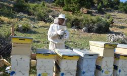 Arı kovanlarının yeni adresi bin 960 metre rakımlı yaylalar