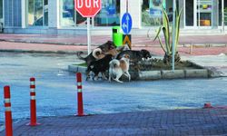 Alanya'nın komşusunda  başıboş dolaşan köpekler kazalara sebebiyet veriyor