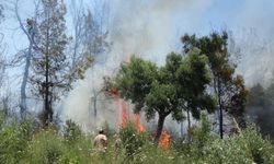 Antalya Valiliği'nden orman yangınlarını önlemek için kritik genelge