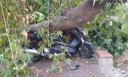 Alanya'da gövdesinden kırılan asırlık ağaç yola devrildi!