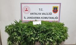 Jandarma ekipleri  248 kök kenevir bitkisi ve 33 gram kubar esrar maddesi ele geçirildi