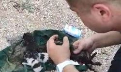 Yavru kediyi kalp masajı ve suni teneffüsle hayata döndürdü