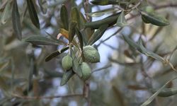 Çöl sıcakları zeytin üretimini vurdu