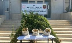 Jandarmadan ormanlık alana uyuşturucu operasyonu