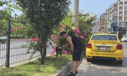 Kara yoluna çıkan köpek trafiği birbirine kattı