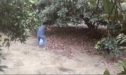 Alanya’da avokado hırsızı JASAT ’tan kaçamadı