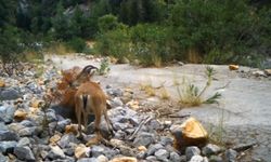 Yaban keçi ailesi su içerken fotokapanla görüntülendi