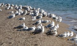 Alanya’nın komşusunda martılar dolup taşmaya başladı