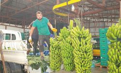 Alanya’da muz rekoltesinde beklenti 150 bin ton