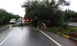 Fırtına ağaçları devirdi, karayolunda trafik aksadı