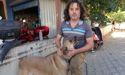 Veterinerin 'Uyutalım' dediği gözleri görmeyen köpeğe göz oldu