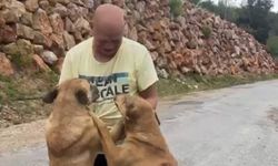 Alanya’da sahipsiz köpekleri besleyen esnaf bölgeden kovuldu