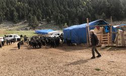 Yörüklerin yayla dönüşü başladı