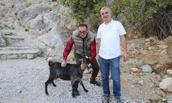 Alanya'da yaralı keçi tedavi edilip doğaya bırakıldı