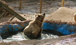 Kış uykusuna yatamayınca havuzun keyfini çıkardılar