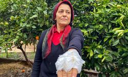 Komşusuna ait dobermanın saldırısına uğradı