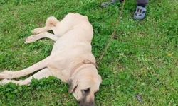 Vicdansız sürücü köpeğe çarpıp kaçtı
