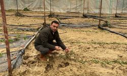 Alanya’da sağanak yağış 14 dönüm ekili alana zarar verdi