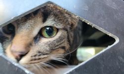 Mamaya ulaşmaya çalışan kedi demir korkulukların içinde mahsur kaldı!