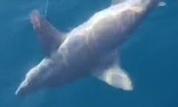 Dünyanın en büyük köpek balığı oltasına takıldı! Güçlükle yukarı çektiler
