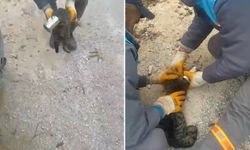 Alanya Belediyesi Temizlik ekibi kediyi kurtardı