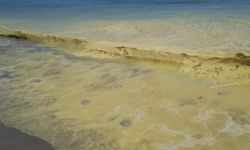 Alanya'da deniz kıyısında sarı köpük içinde ölü denizanaları görüldü