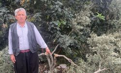 Alanya’da 45 zeytin ağacını keserek zarar verdiler