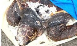 Alanya’da yaralanan deniz kaplumbağası tedavi altına alındı