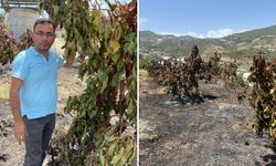 Alanya’da çıkan yangında 3 buçuk dönüm avokado bahçesi zarar gördü