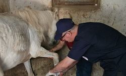 Alanya'da ölüme terk edilen at tedavi edilecek