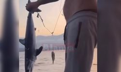 Alanya’da amatör balıkçılar köpekbalığı yavrusu yakaladı