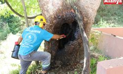 Alanya'da doğa mirası ağaçlara rehabilitasyon