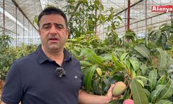 30 yıl önce deneme amaçlı ilk fidan dikildi, bugün 300 dönümden fazla alanda üretiliyor