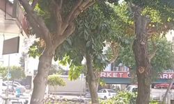 Alanya'da belediyenin budama çalışması velileri isyan ettirdi