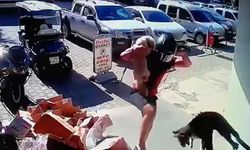 Alanya'da hayvana eziyet cezasız kalmadı
