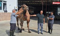 Kodal’ın ‘görgüsüzlüğüne’ tepki
