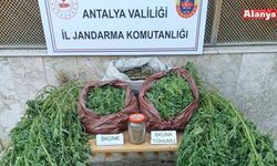 11,5 kilo skunk ele geçirildi