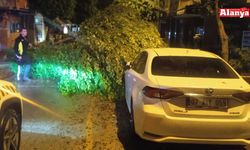 Alanya’da yağış ğaçları devirdi: 4 araç hasar gördü