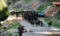 Antalya'da Yörüklerin yaylalardan dönüşleri başladı
