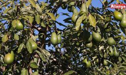 Avokado üreticileri bu eğitim sizin için