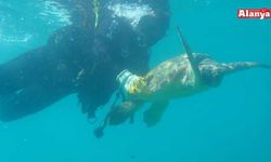 Yaralı bulunan Caretta Caretta yeniden özgürlüğe kavuştu